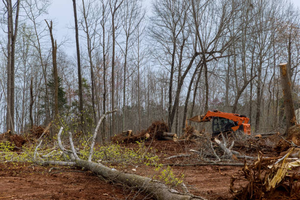 How Our Tree Care Process Works  in  High Bridge, WA